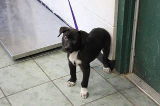 STEWY, a Labrador Retriever