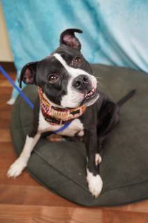 ATLAS, a Pit Bull