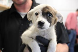 Animal Shelter :: JEN (Case # 102091)