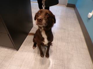 Abby | Labrador Retriever | Dog  