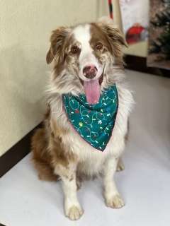 Tobias Kincade | Australian Shepherd | Dog