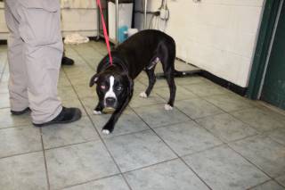 Dagger | Pit Bull | Dog