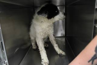 SADIE FRECKLES, a Border Collie
