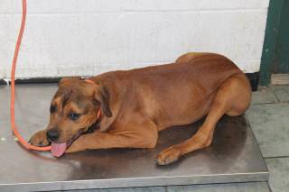 Animal Shelter :: JAVI (Case # 108063)