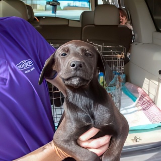 Animal Shelter :: ROWDY (Case # 108534)