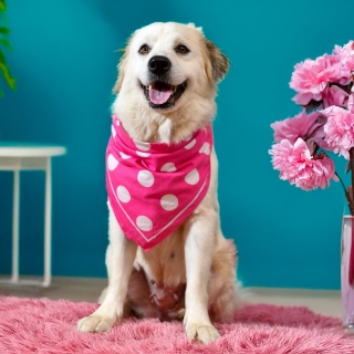 Animal Shelter :: JEN (Case # 108624)