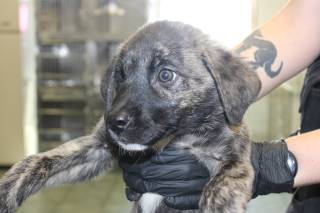 CHUNKS, a Shepherd