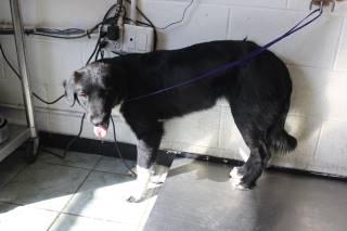 Animal Shelter :: CORALINE (Case # 110373)