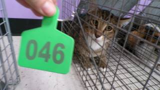 Animal Shelter :: TNR- GROSS 46 (Case # 110460)