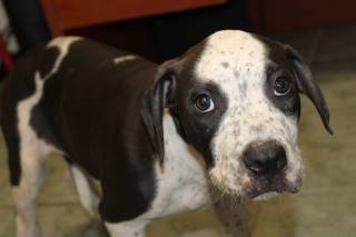 Big Mac | Pit Bull | Dog  