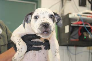 Ira | Pit Bull | Dog  