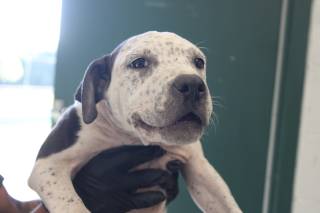 Troy | Pit Bull | Dog  