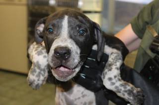 Ray | Pit Bull | Dog  