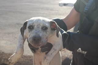 Marcel | Pit Bull | Dog  