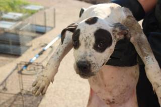 Nate | Pit Bull | Dog  