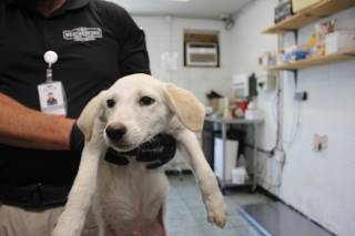 Jet | Labrador Retriever | Dog