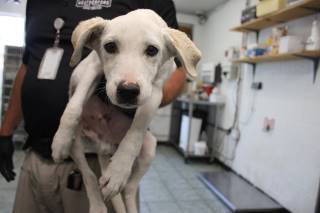 Donald | Labrador Retriever | Dog