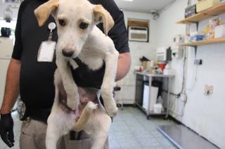 Pebble | Labrador Retriever | Dog  