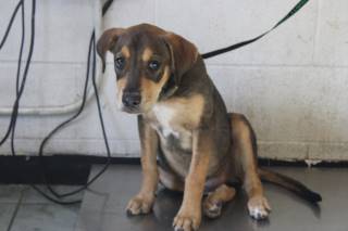 MONKEY, a Pit Bull