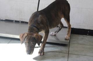 Tad | Pit Bull | Dog