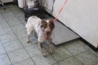 Animal Shelter :: TECOVA (Case # 110979)