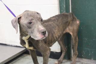 Roxy | Pit Bull | Dog  