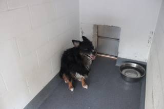 Ozzy | Australian Shepherd | Dog  