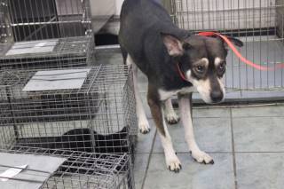 Remmington | Shepherd | Dog  