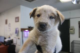 Sundance | Shepherd | Dog