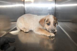 Sugar | Shepherd | Dog