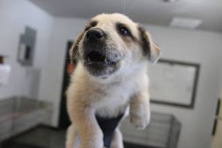 Sterling | Shepherd | Dog