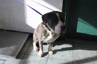 Tibolt | Pit Bull | Dog