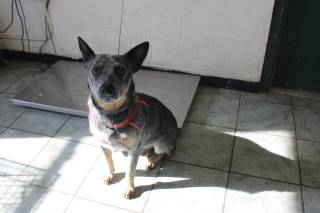 SHAKIRA, a Australian Cattle Dog