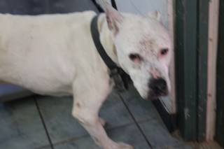 Peggy Sue | Pit Bull | Dog  