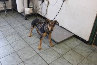 Buster | Catahoula Leopard Dog | Dog  