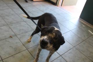 Tib | Pit Bull | Dog  