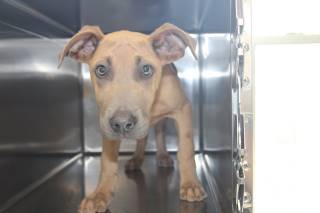 Taffy | Pit Bull | Dog  