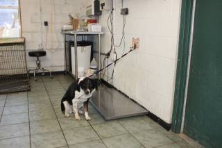 Calamity | Australian Cattle Dog | Dog  