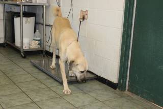 Golden | Anatolian Shepherd | Dog  