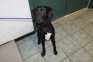 Jolene | Labrador Retriever | Dog  