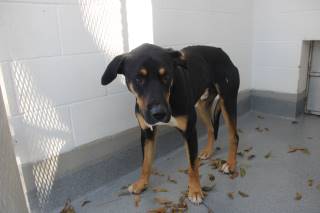 Nathaniel | Shepherd | Dog  