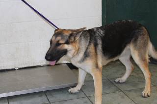 Christine | German Shepherd | Dog  