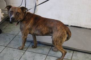 Plato | Pit Bull | Dog  