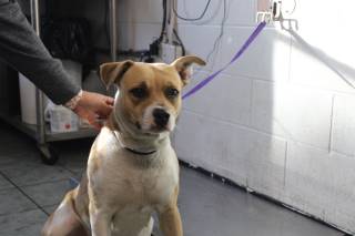 Linda | Pit Bull | Dog  