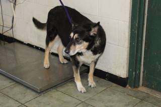 Denice | Shepherd | Dog  