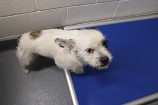 Patches | French Bulldog | Dog  