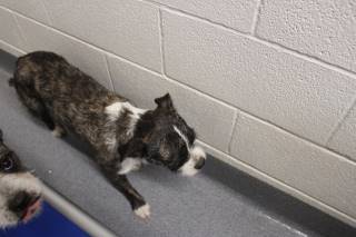 Beau | French Bulldog | Dog  