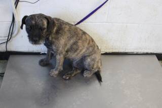 Brenda | French Bulldog | Dog  