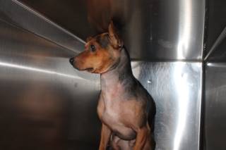 Rango | Terrier | Dog