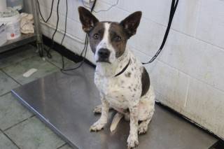 Choom | Pit Bull | Dog